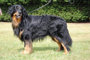 Angus angus