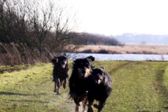 Bra Aquilla van Laag Laren Thor en Guusje