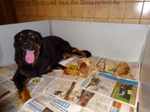 N-nest van de Romerweide week 1 8