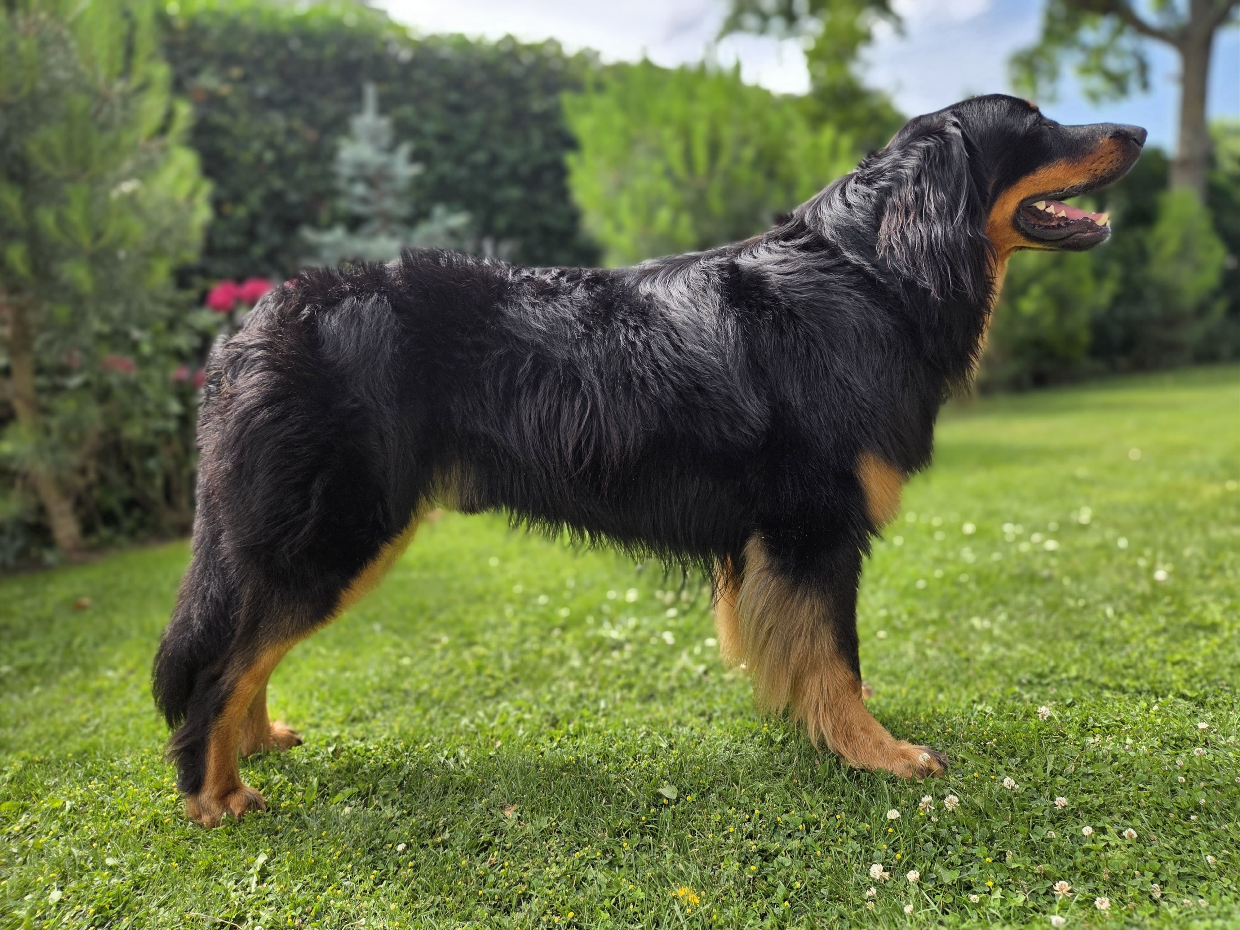 Bailor