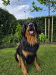 Bailor
